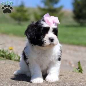 Lucy, Teddy Bear Puppy